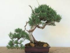 如果您想体验盆景 我邀请您与我联系进行花园参观