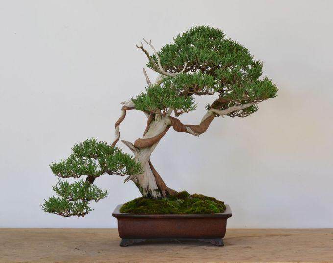 山楂盆景气宇轩昂 英姿焕发