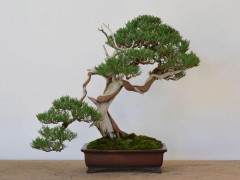 山楂盆景气宇轩昂 英姿焕发