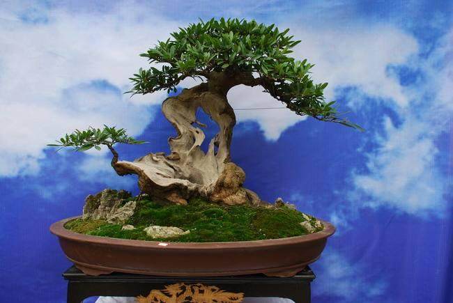 赵庆泉受到委内瑞拉邀请参加拉丁美洲盆景大会