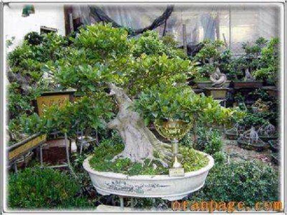 陈玉宝谈5个方面来发展沙西榕树盆景产业