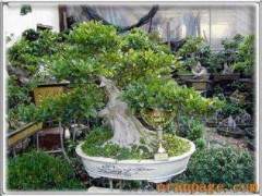 陈玉宝谈5个方面来发展沙西榕树盆景产业