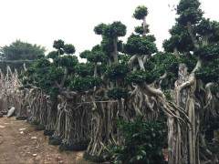 沙西镇栽培榕树盆景投入资金1000多万元