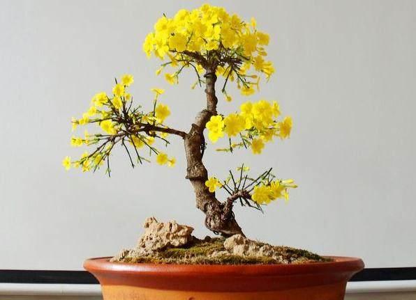 迎春花盆景的施肥养护