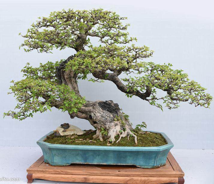 中国盆景艺术家协会副秘书长刘天明谈盆景