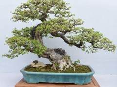 中国盆景艺术家协会副秘书长刘天明谈盆景