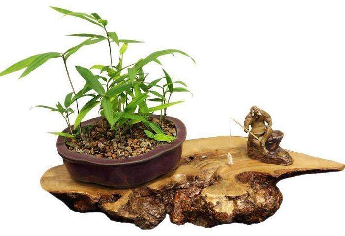 竹子盆景的栽后管理