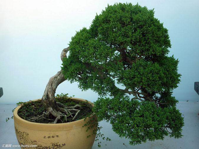 第五届山东盆景艺术展览的开幕仪式