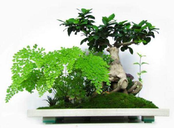 人参榕盆景对水、肥、光、热有何要求