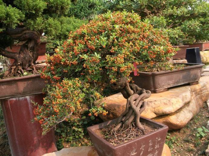 佛山一些乡镇盆景已成为一项产业 购销两旺