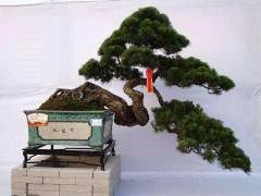 旅游业房地产业兴旺的地方 盆景业也会兴旺