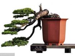 近代史上的一度衰落 使中国盆景艺术几近荒芜