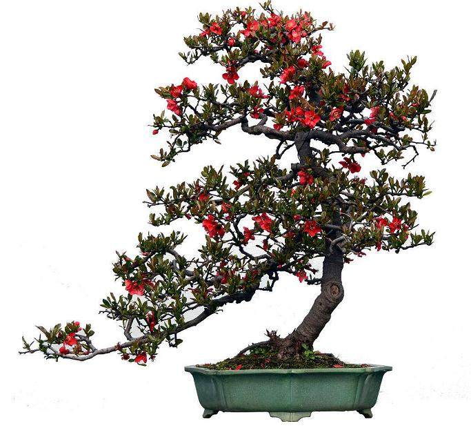 如何用扦插扩繁加速幼树盆景成型？