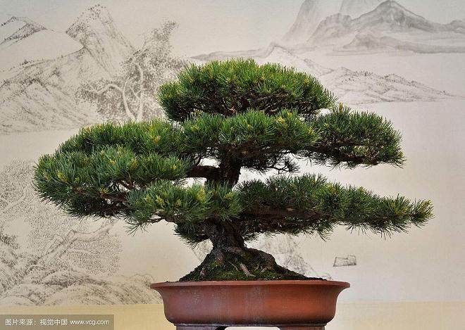 是什么使得盈一盆景花木场迅速在市场竞争中壮大？