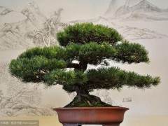 是什么使得盈一盆景花木场迅速在市场竞争中壮大？