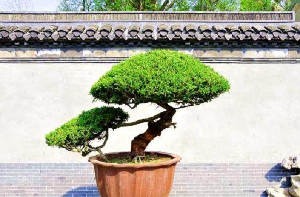 如皋盆景基地示范园被列入农业标准化示范区