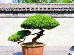 如皋盆景基地示范园被列入农业标准化示范区