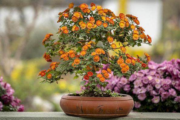 2.5元/盆 近1000盆的菊花盆景 一上午就售完