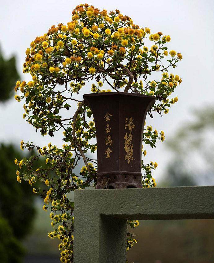 2.5元/盆 近1000盆的菊花盆景 一上午就售完