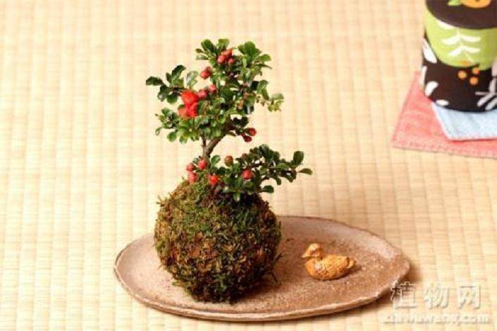 制作苔玉盆景的3步骤