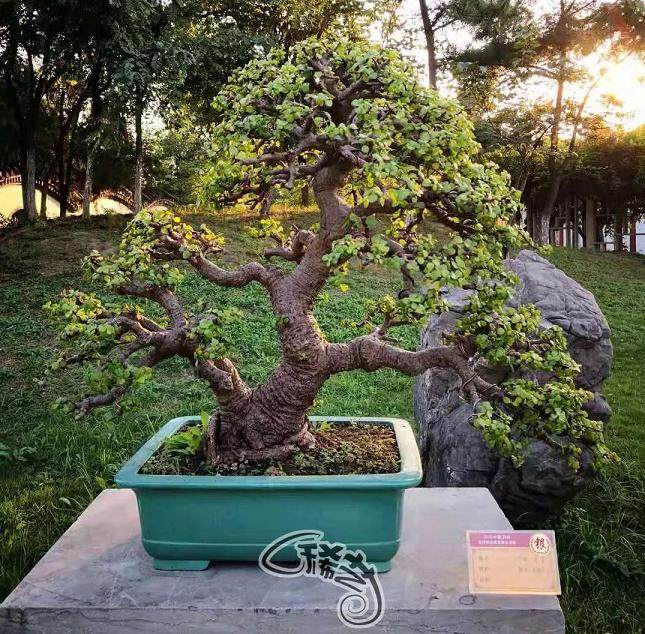 2018中国开封中日韩盆景艺菊交流展