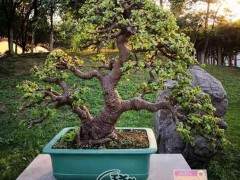 2018中国开封中日韩盆景艺菊交流展