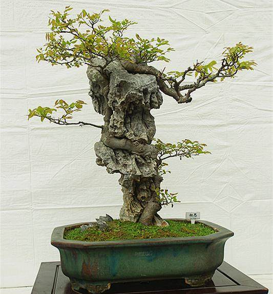 石泉刑侦交警给力 破获万元盆景盗窃案