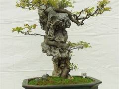 石泉刑侦交警给力 破获万元盆景盗窃案