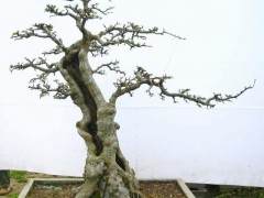 溪口只卖5元钱的五针松盆景 在杭州可卖30元