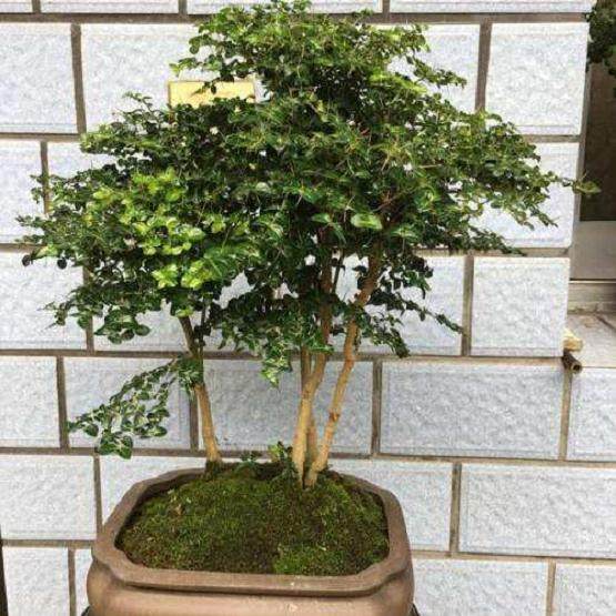 如何制作大花假虎刺盆景?