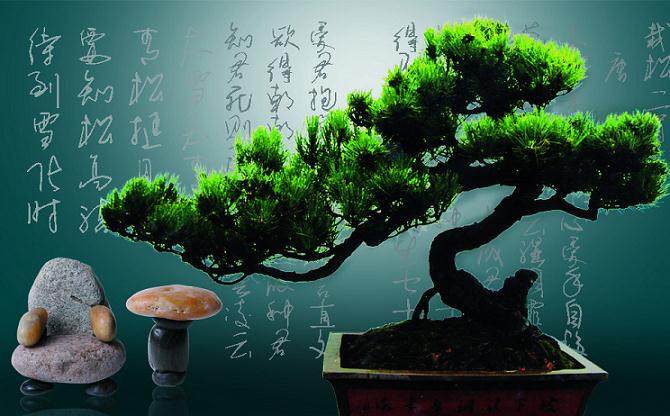 第六届中国盆景展览于10月10日在泉州市落下帷幕