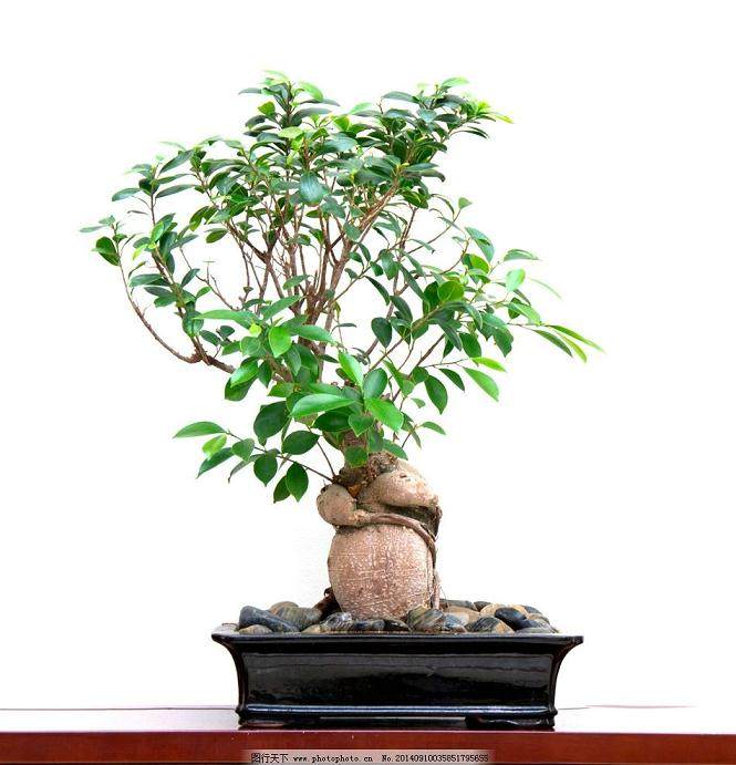 如何节约举办盆景展的成本?