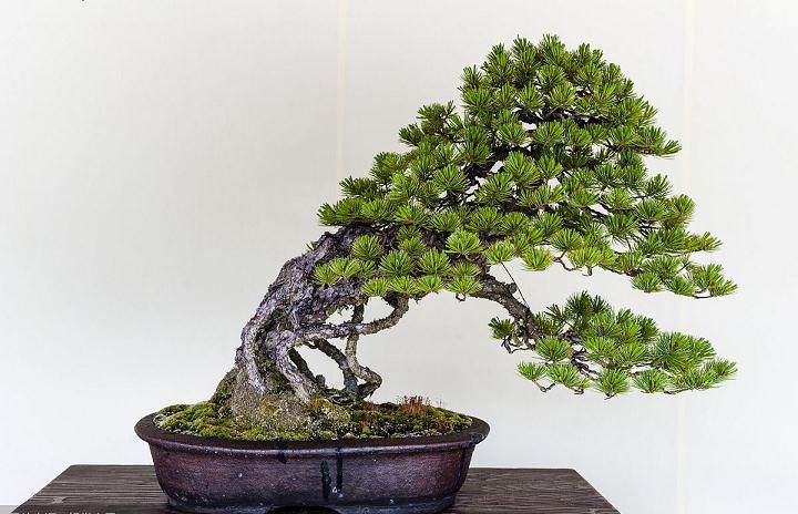 经过40年改革开放 佛山盆景 更加容颜妩媚