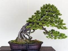 经过40年改革开放 佛山盆景 更加容颜妩媚