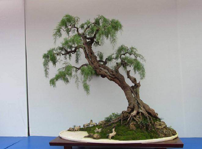 如何将柽柳盆景制作成仿垂柳型?