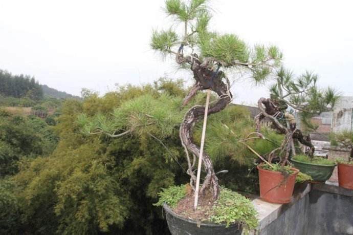 一棵山松盆景十八万转出 有人羡慕 有人嫉妒