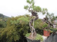 一棵山松盆景十八万转出 有人羡慕 有人嫉妒