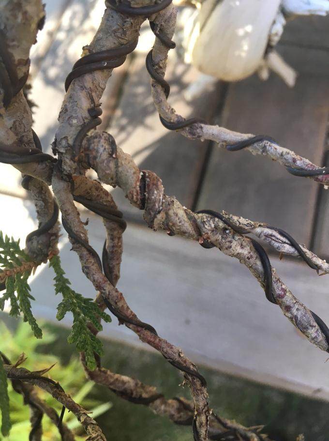 你不需要移出所有的盆景布线