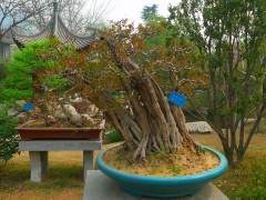 中国盆景已整整经历了十七个世纪