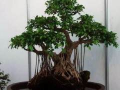 笔者想就当前盆景生产中的几个较突出的问题