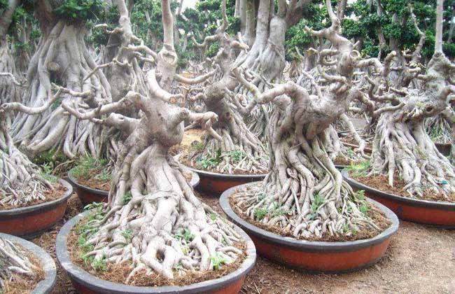 台湾榕树盆景怎么养 如何修剪 有什么好处