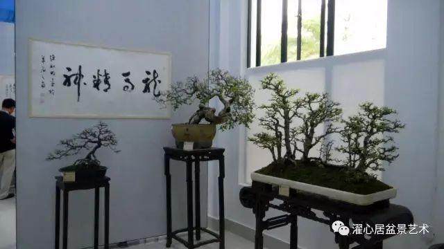 记2011年广州盆景雅石精品展