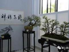 记2011年广州盆景雅石精品展