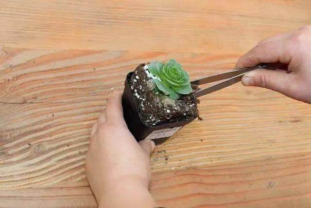 在秋季如何给多肉盆景换盆 图片