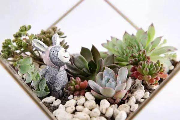 在秋季如何给多肉盆景换盆 图片