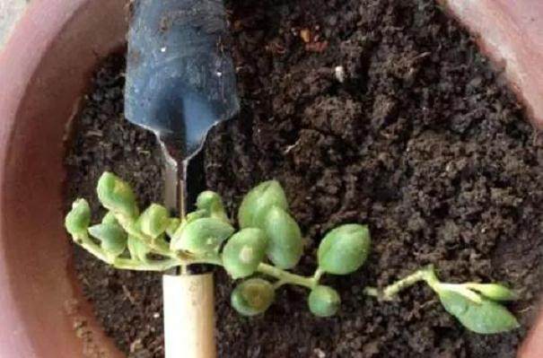 在秋季如何给多肉盆景换盆 图片