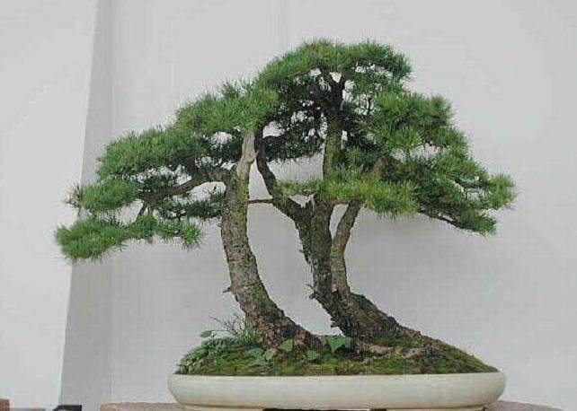 雪松盆景整形修剪时需要注意什么