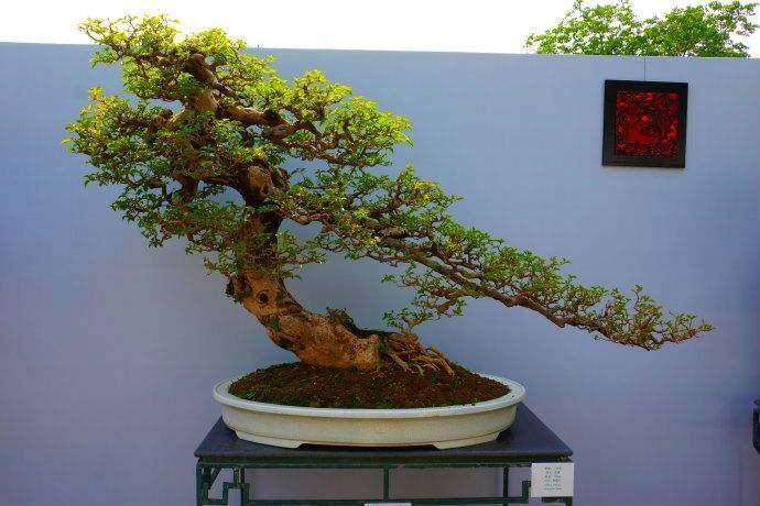 浅谈雪松盆景的栽培养护方法