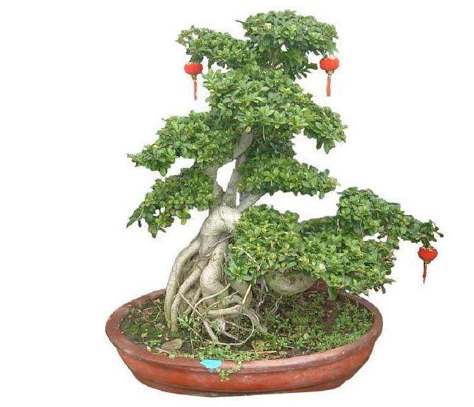 沙西镇的榕树盆景在韩国很有名