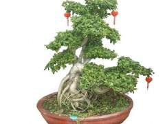 沙西镇的榕树盆景在韩国很有名